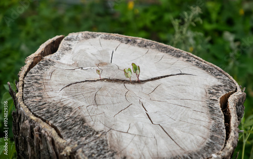 New Life Growing from a Tree Stump