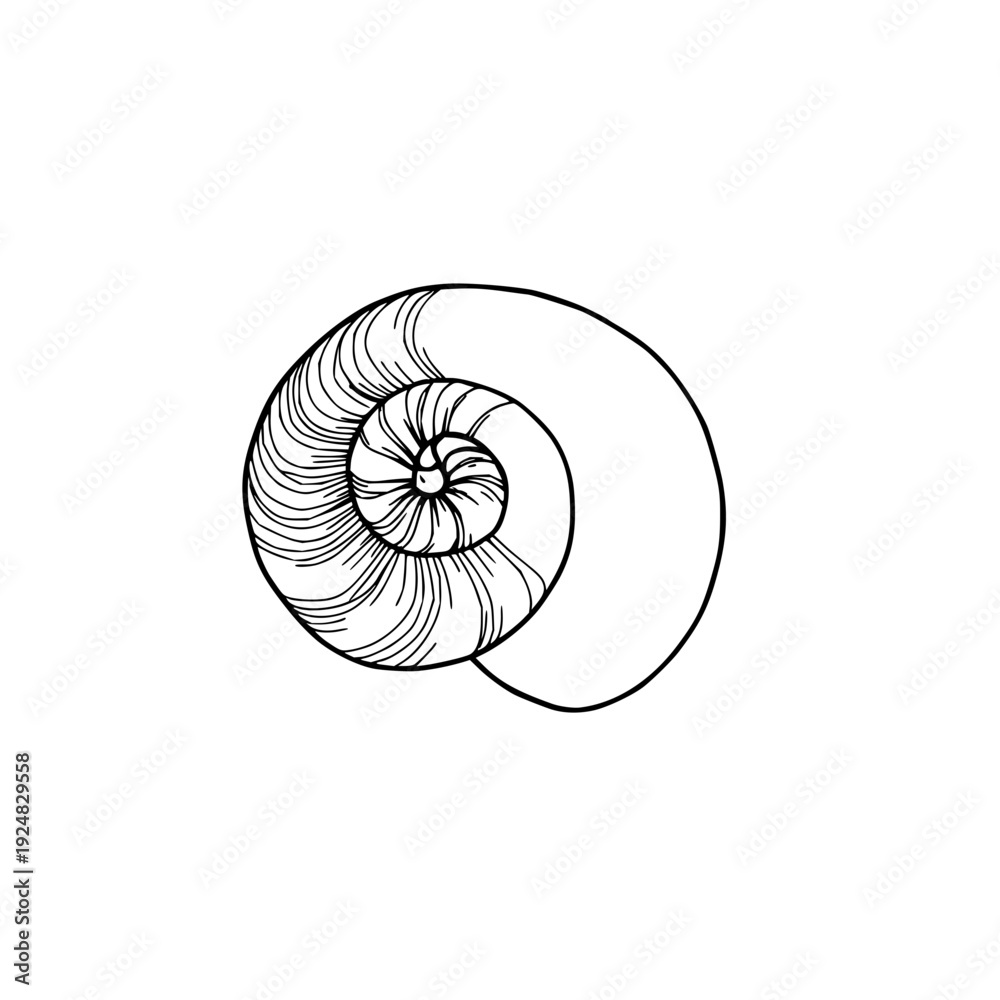 Obraz premium Intricate black line art illustration of a nautilus shell against a white background, perfect for vintage nautical or scientific illustration projects