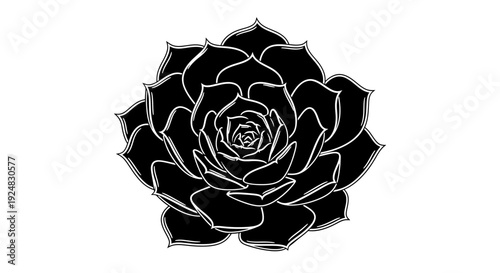 Black and White Succulent Illustration, Echeveria Plant Line Art, Botanical Drawing