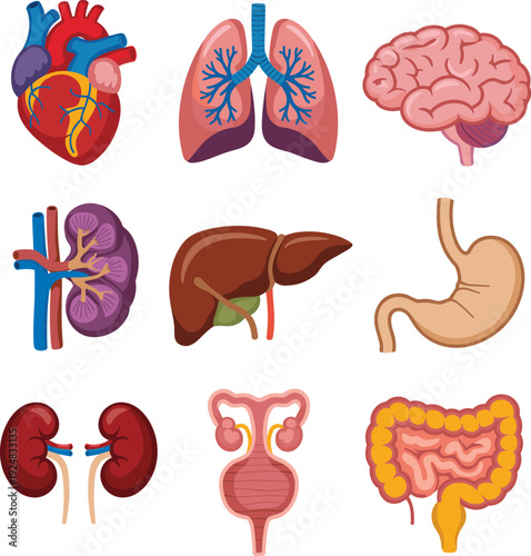 Human internal organs anatomy illustration set, heart lungs brain kidney liver stomach intestines medical vector isolated on white background