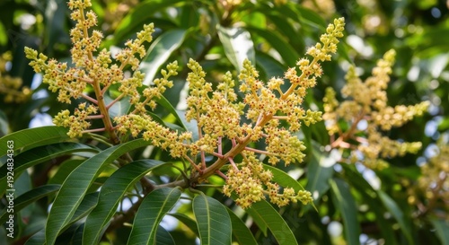 Mango tree blossoms in full bloom, a tropical delight.