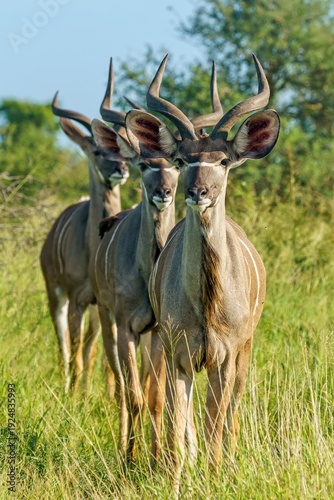 Portrait of a animals surrounded by greenery in a field under the sunlight