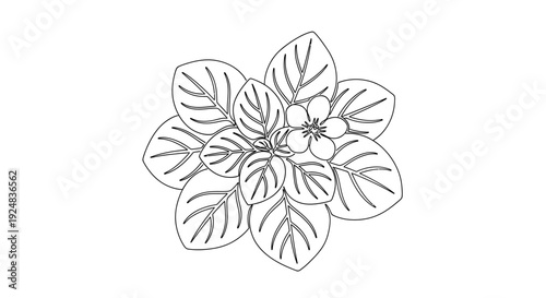 African Violet Plant Outline Drawing, Single Flower and Leaves, Vector Illustration