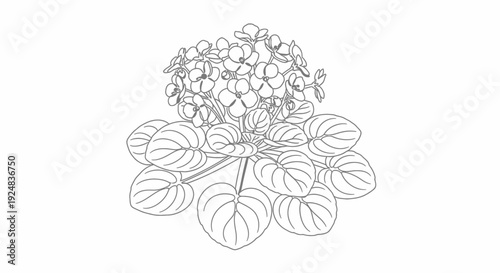 African Violet Plant Line Drawing Illustration - Delicate Flowers and Leaves Outline