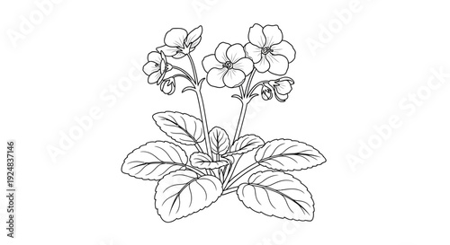 African Violet Plant Drawing, Black and White Line Art Illustration of Flowering Plant