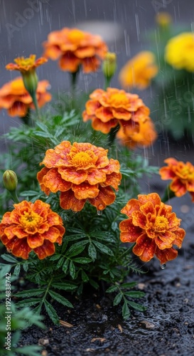 Marigolds in the Rain - A Vibrant Garden Scene.