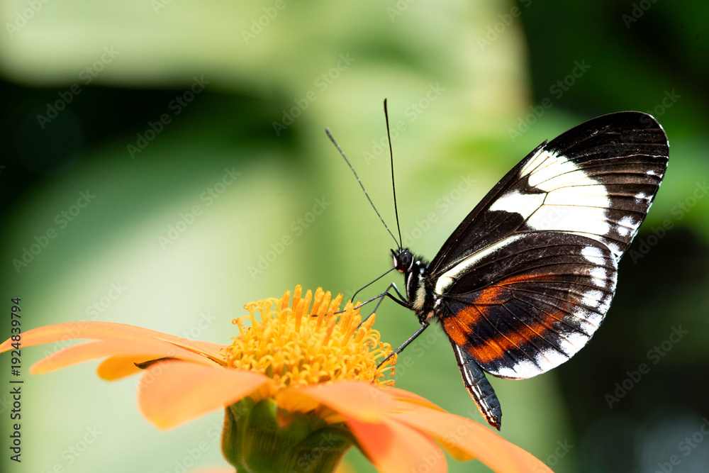 Fototapeta premium Heliconius melpomene, the Postman Butterfly.