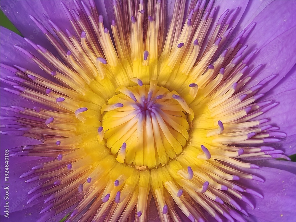 Obraz premium purple flower in water