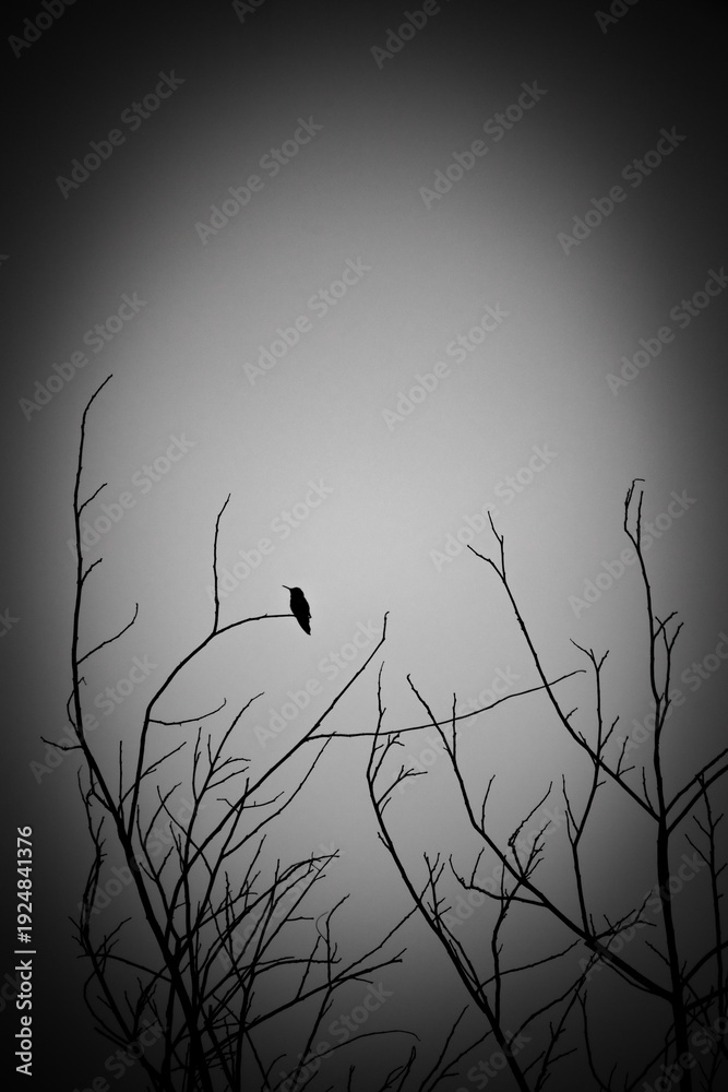 Fototapeta premium Black and White Hummingbird Silhouette on Bare Branches