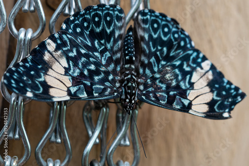 Hamadryas amphinome, the Red Cracker Butterfly.