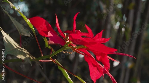 Red poinsettia (Euphorbia pulcherrima) in warm golden sunlight – tropical garden cinematic footage