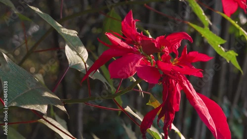 Red poinsettia (Euphorbia pulcherrima) in warm golden sunlight – tropical garden cinematic footage
