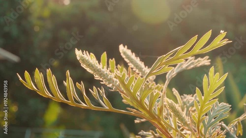 Grevillea leaves glowing in golden sunlight – cinematic backlit botanical footage