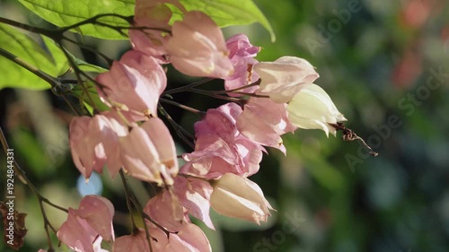 Pink shower tree (Cassia bakeriana) blossoms in warm golden sunlight – cinematic tropical footage