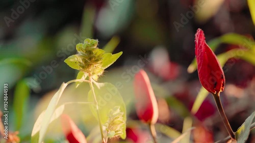 Red passion flower (Passiflora) in warm golden sunlight – cinematic macro botanical footage