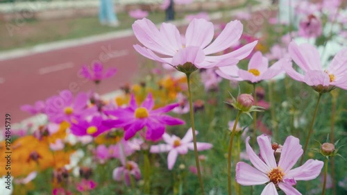 Cosmos flowers (Cosmos bipinnatus) swaying in the wind – soft pastel garden cinematic footage