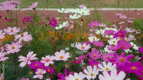 Cosmos flowers (Cosmos bipinnatus) swaying in the wind – soft pastel garden cinematic footage