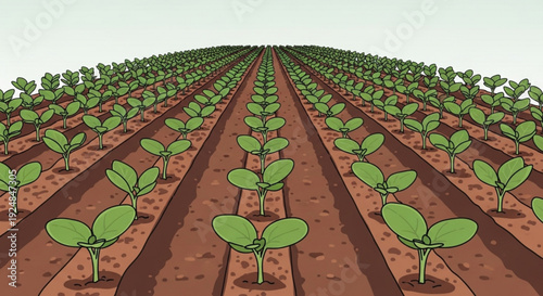 Rows of young green seedlings growing in a vast agricultural field with brown soil and clear sky
