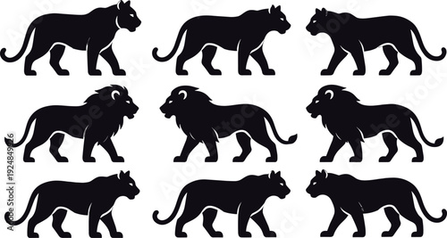 Set of Black Lion and Lioness Silhouettes Walking and Standing Isolated on White Background for Wildlife Logo Design Wild Cat Animal Vector Graphics