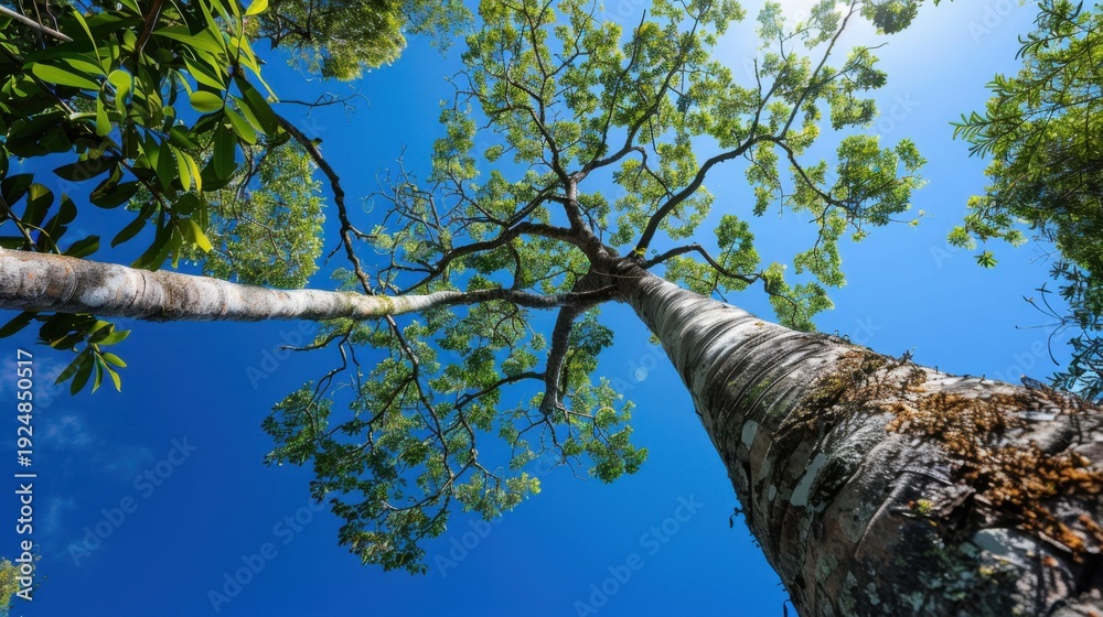 Fototapeta premium Majestic Perspective of Tall Trees Reaching for a Clear Blue Sky in a Lush Green Forest Environment