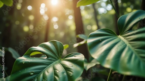 Tropical Monstera Leaves – Sunlit Botanical Macro for Nature Documentaries and Wellness Content