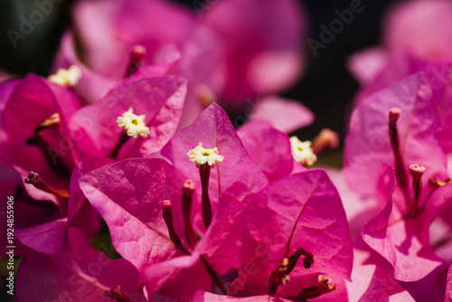 Vibrant Bougainvillea Blossoms in Full Bloom Against Dark Background