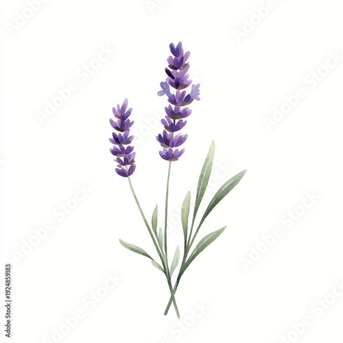 Watercolor Lavender Sprigs with Delicate Purple Blooms and Green Leaves (2)