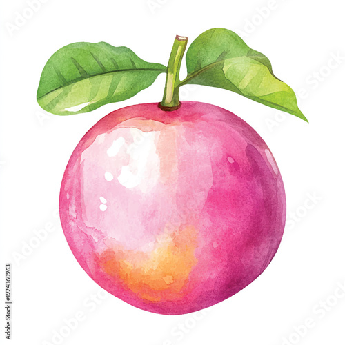 Watercolor Painting of a Pink Passion Fruit with Green Leaves