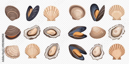 Collection of various fresh seafood shells including mussels, oysters, and scallops, ready for culinary use.