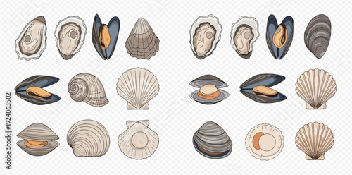 Collection of various hand-drawn seafood shells and mollusks on a transparent background.