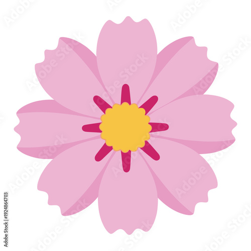 Simple pink cosmos flower with yellow center and red stamens, isolated on white background.
