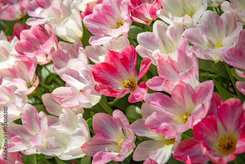  Pink and White Flaming Purissima Tulips in Spring Garden