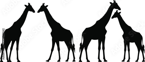 Giraffe silhouette collection isolated on white background, vector illustration set featuring adult and baby giraffes standing together in African wildlife savanna scene