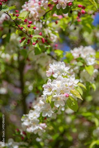 Delicate White Apple Blossom Branch with Pink Buds in Spring