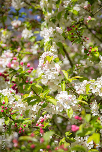 Lush Clusters of White Apple Blossoms with Pink Buds in Spring