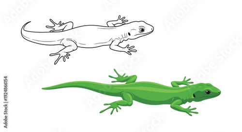 A vibrant green gecko or lizard vector graphic illustration next to its black outline drawing, perfect for educational materials, coloring books, and reptile-themed designs.