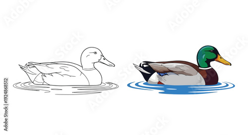 Duck swimming on water cartoon icon in outline and colored style vector illustration