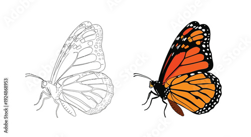 A detailed butterfly illustration displayed in outline and vibrant colored style for creative design
