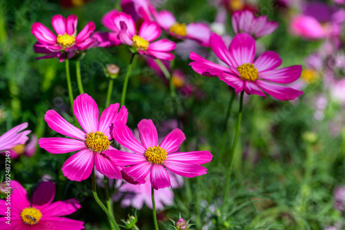 Cosmos flowers bright with the soft natural background are fresh and beautiful.