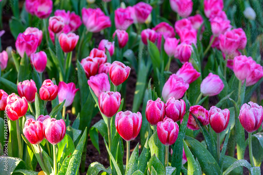 Obraz premium Blooming Tulips Flowers in the garden.