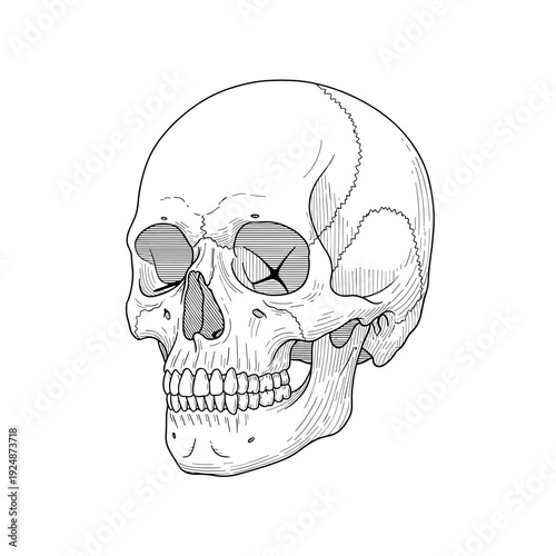 Human skull vector illustration isolated on black background with detailed bones and scary horror style design