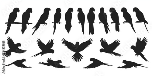 Collection of parrot silhouettes in various poses on a white background parrots birds