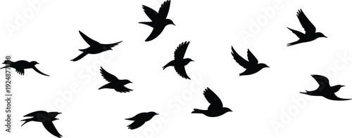 Group of black bird silhouettes in flight against a white background flying flock