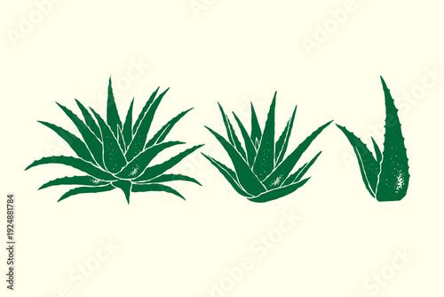 Vintage aloe vera vector illustration set, whole plants and a cut aloe leaf in silhouette textured retro ink details style, logo design isolated on white background