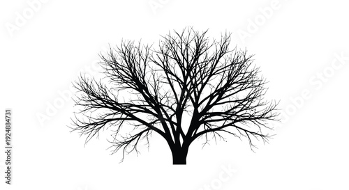 Silhouette of a bare tree against a stark white background