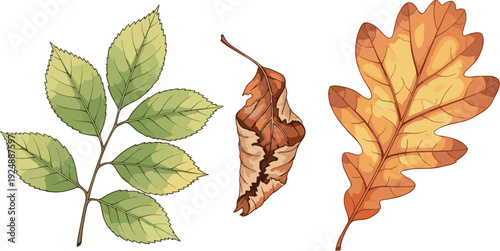 Illustration of three distinct leaves showing green compound leaf, dried curled brown leaf, and orange oak autumn foliage