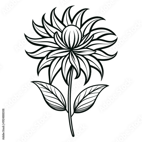 bee balm petite wonder flower line art on white background