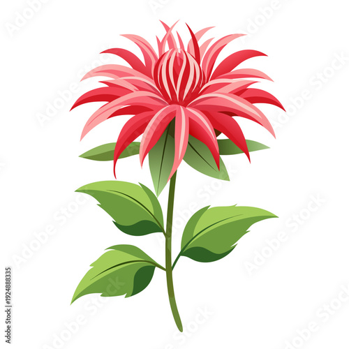 bee balm petite wonder flower on white background