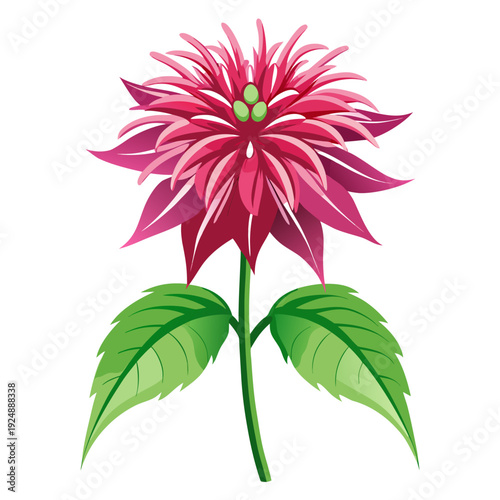 bee balm petite wonder flower isolated on white