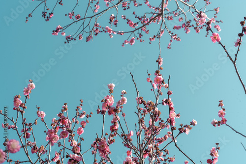 Konstfotografi Plum blossoms framing blue sky, spring banner background